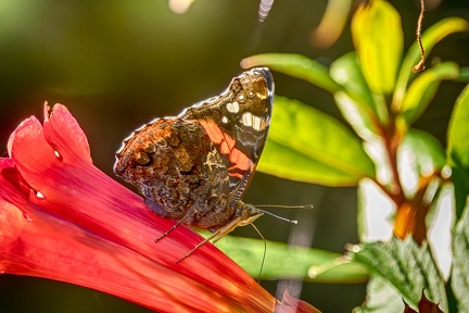 Aug 11 - On a flower