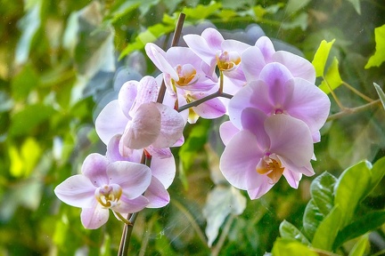 Aug 12 - Blooming