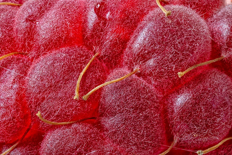 Detail of a raspberry from my garden
