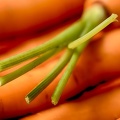 Aug 14 - Carrots