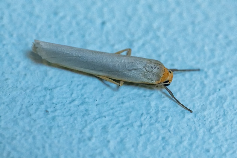 A moth resting on a blue wall
