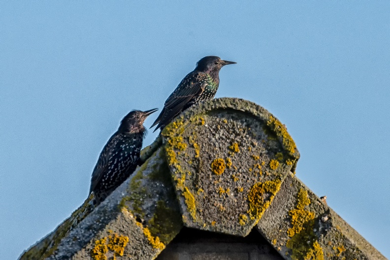 Starlings enjoying the morning sun