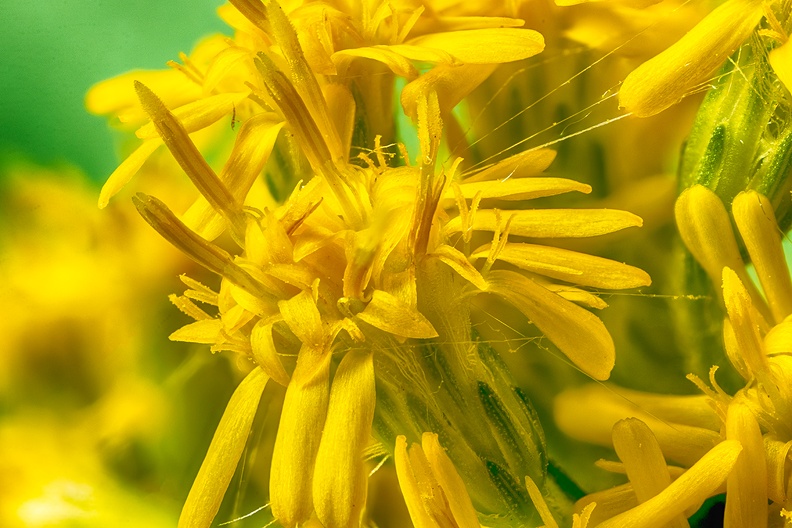 Tiny yellow weed from my windy garden