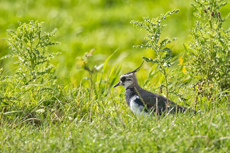 A northern lapwing in the field