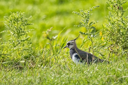 Aug 26 - Peewit