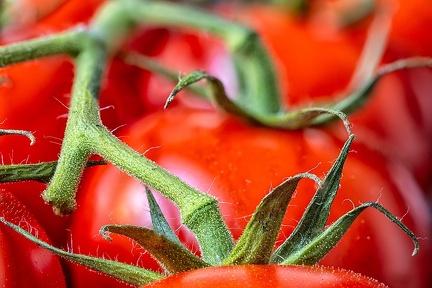Aug 27 - Tomatoes