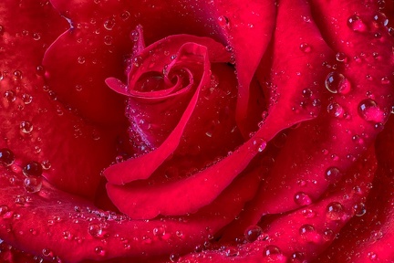 Aug 31 - This rose will never die III