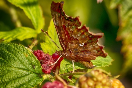 Sep 01 - On a raspberry