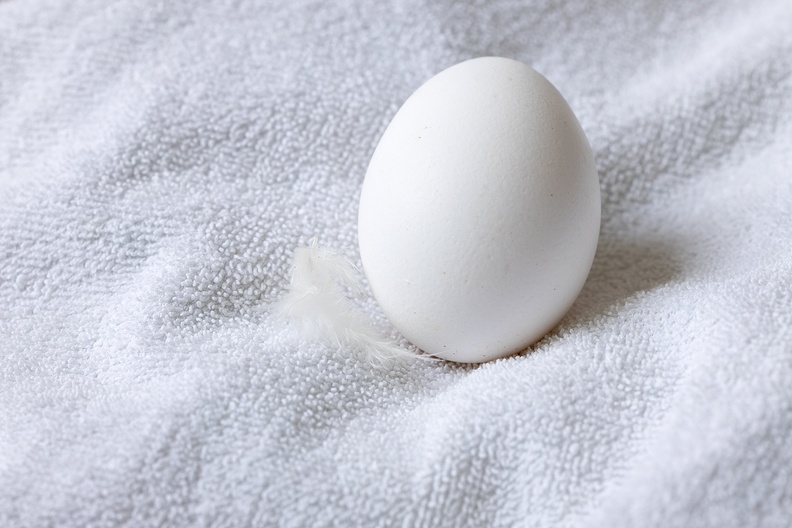 A white egg in full color