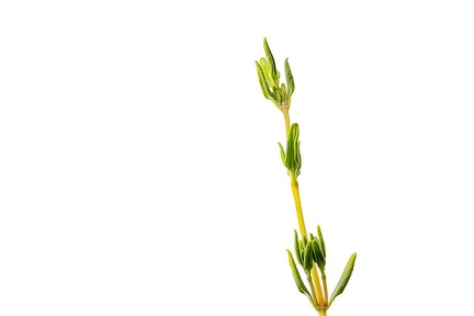 Sep 10 - Thyme
