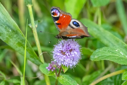 Sep 18 - Butterfly