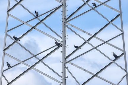 Oct 07 - Birds