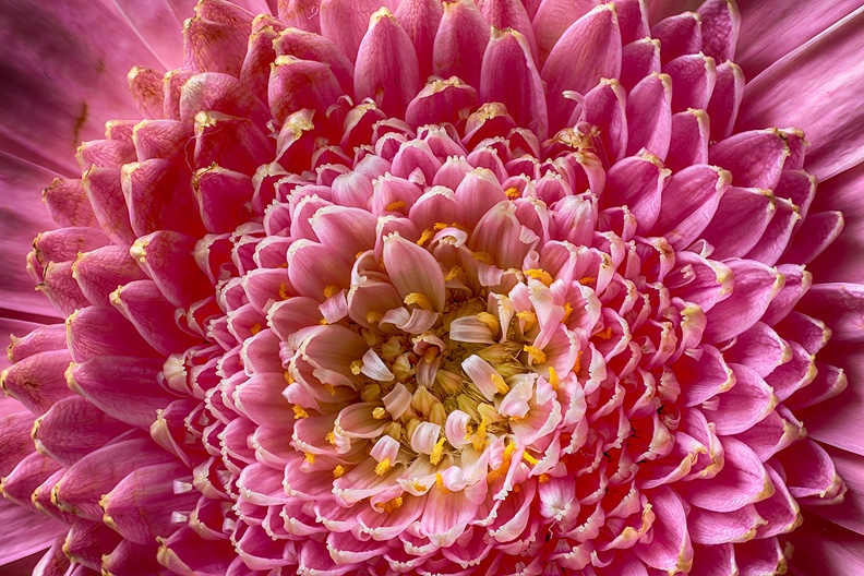 An old flower
