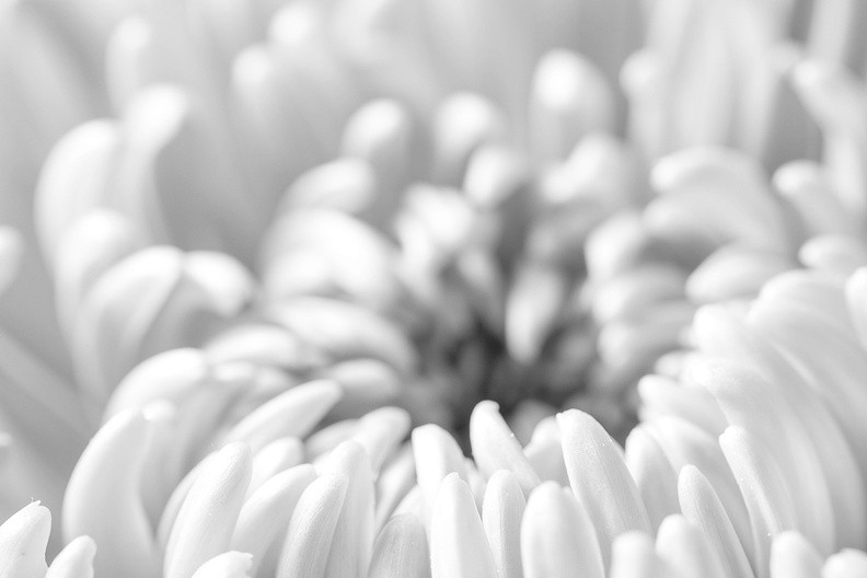 A chrysanthemum in B&W