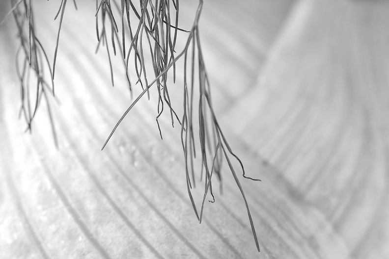 A fennel detail