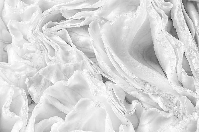 The inner part of iceberg lettuce