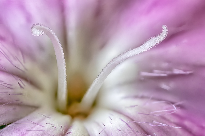 The center of a small flower