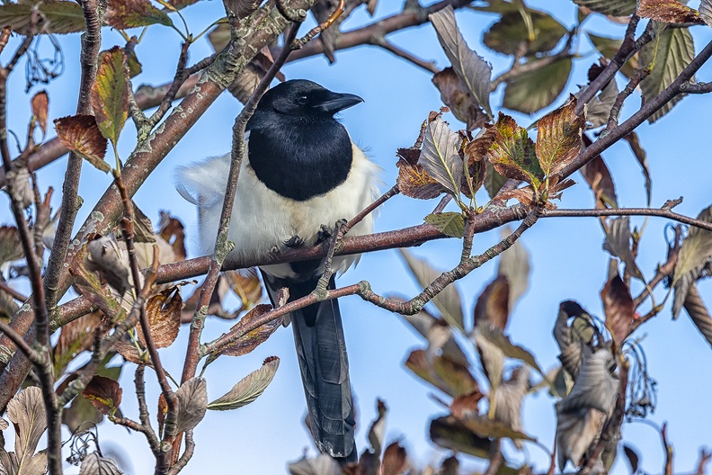 A magpie on a sunny afternoon