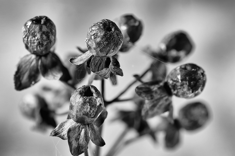 Remains of a flowering plant from my garden