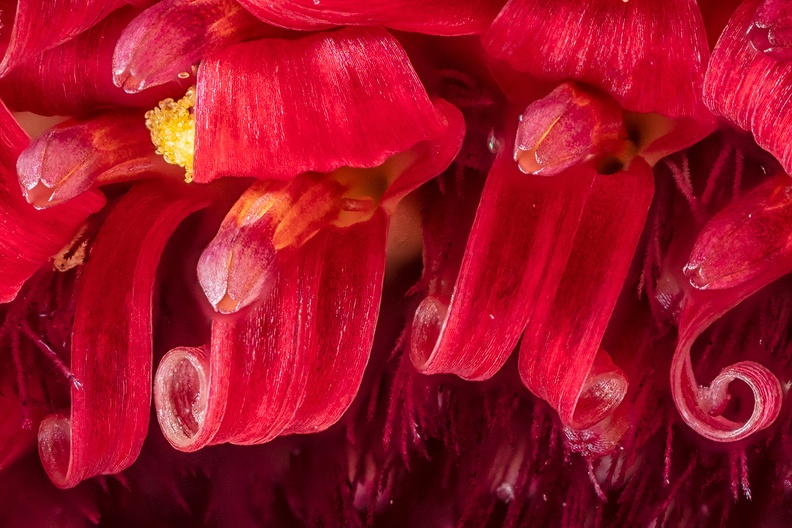 Detail of an old flower
