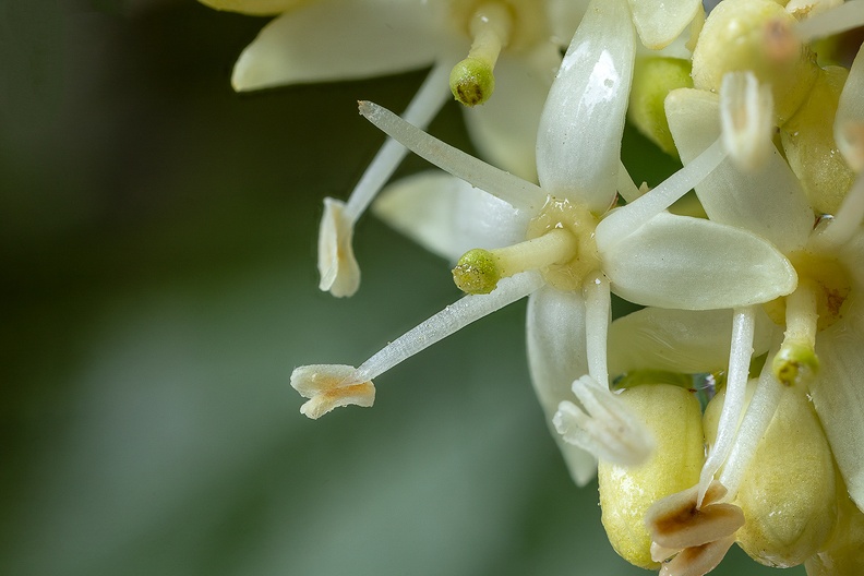 One of the last flowers from my hedge