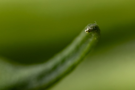 Nov 15 - Green