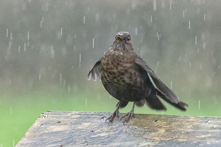 Nov 27 - Raindrops keep falling...
