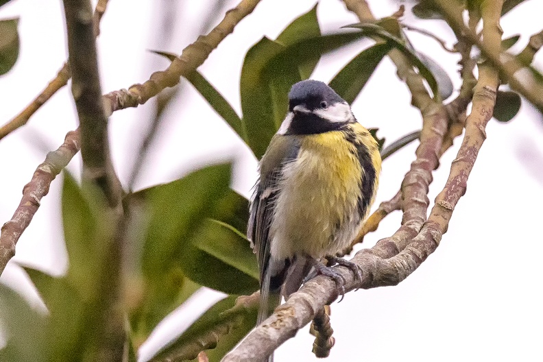 A great tit in my holly on a cold and gray day