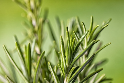 Dec 26 - Rosemary