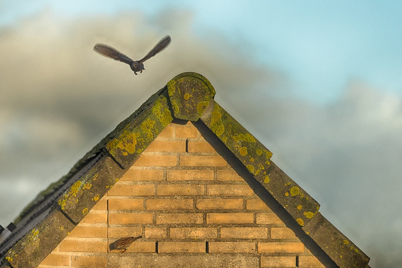 A sparrow and a starling on a bright moment between the showers