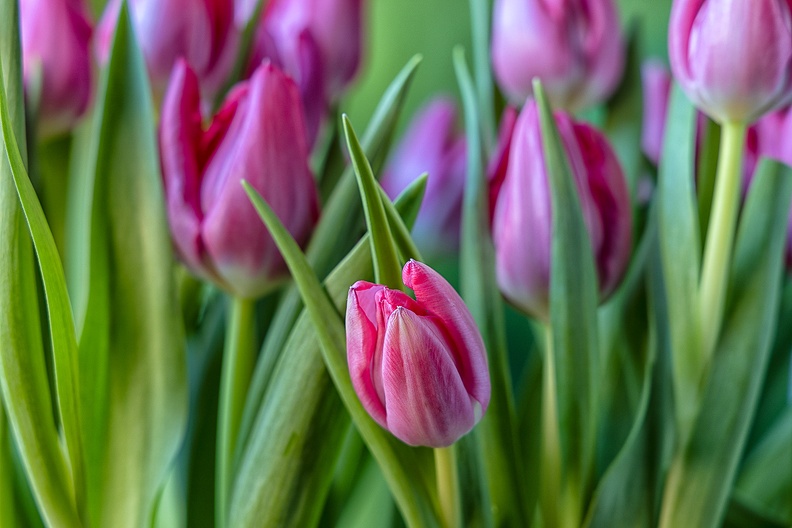 Fresh tulips in the house