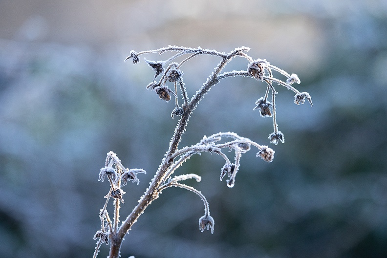 A branch in my garden. We had some frost last night