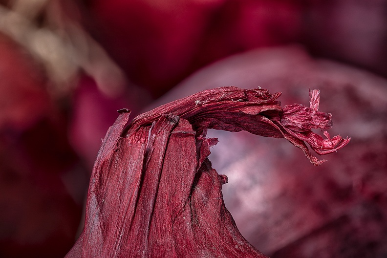 The top of a red onion