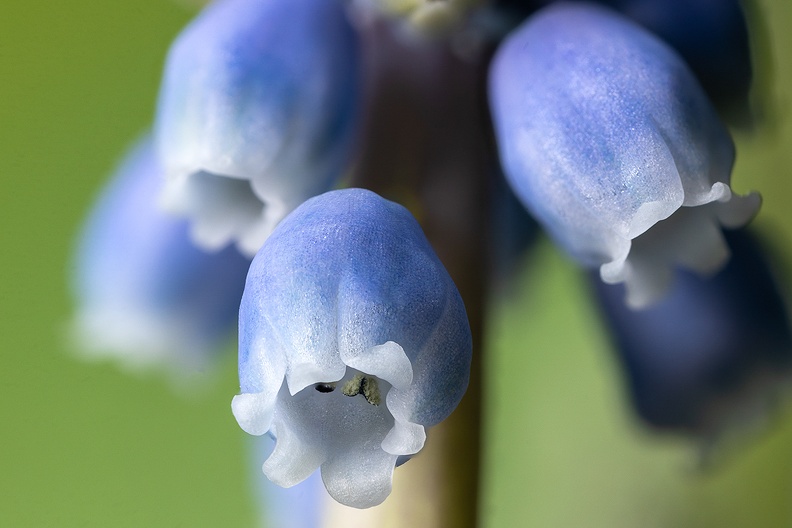 The flowers of a grape hyacinth