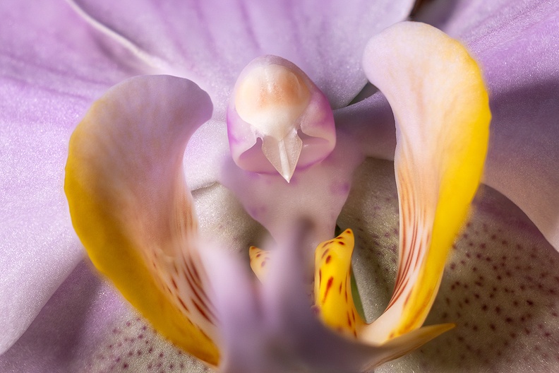 Detail of a orchid. It looked dead for a while but started blooming again