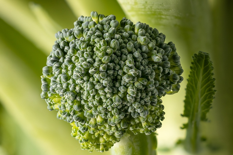 A small piece of broccoli on a far larger piece