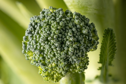 Jan 20 - Broccoli