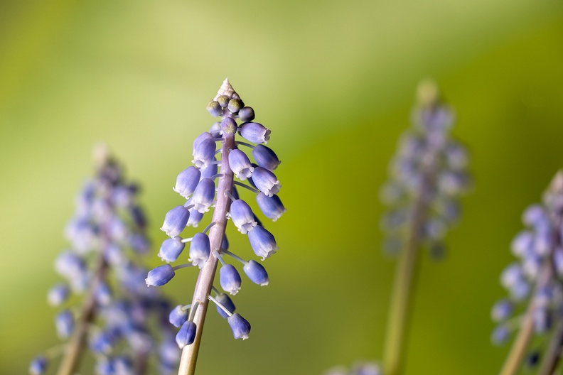 The grape hyacinths in my living room are almost done