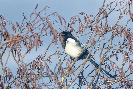 Jan 26 - In a tree