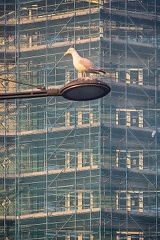 Feb 01 - Gull