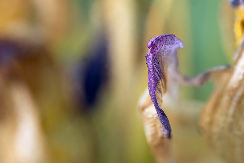 Detail of a very old tulip