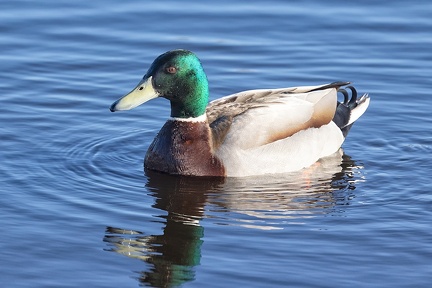 Feb 06 - Mallard