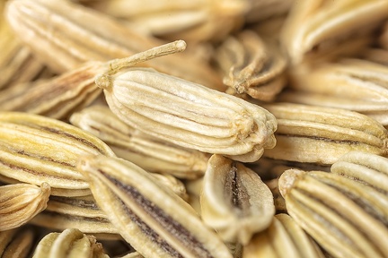 Feb 12 - Seeds