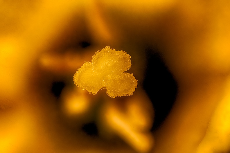 The center of a narcissus