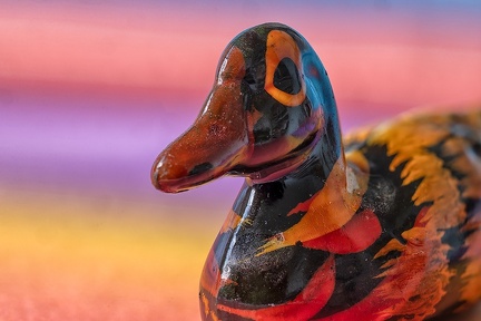 Feb 23 - Duck