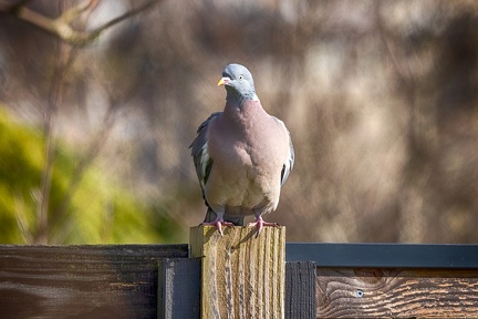 Feb 27 - On a fence