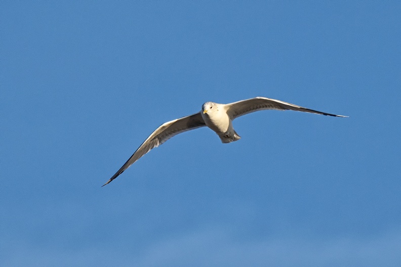 A seagull flying over my garden