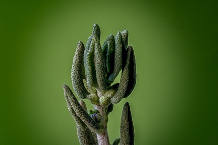 Mar 04 - Green