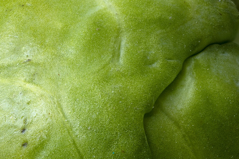 Detail of a brussels sprout