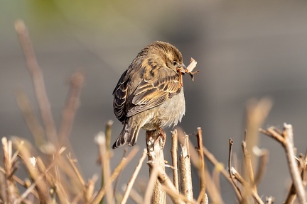 Mar 11 - Who will love a little sparrow?